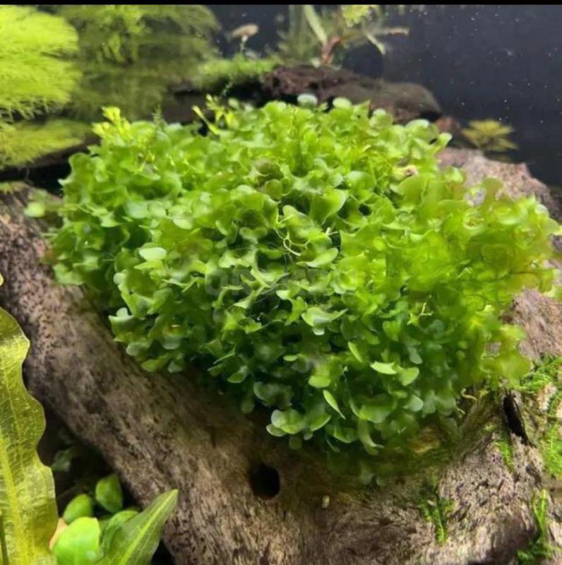 Аквариумное растение Риччия ,порция как на фото 500₽,Также есть Ломариопсис - Орск