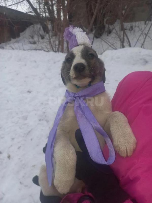 Найденные в гаражах, 8 чудесных щенят живут в трубе, прямо у оживленной дороги. - Орск