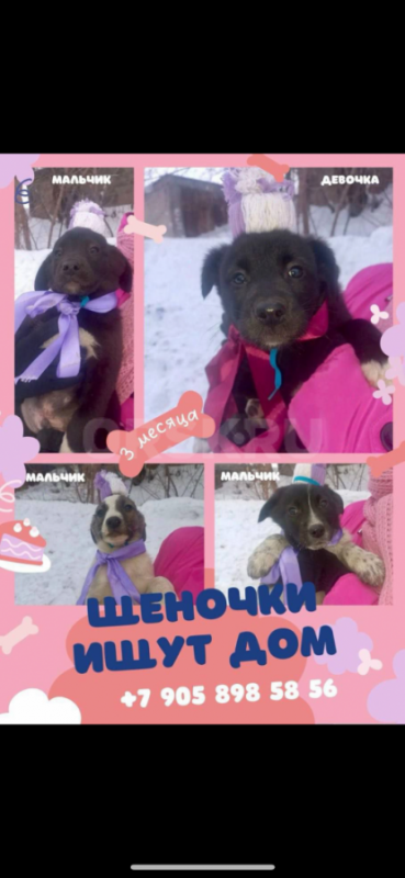 Найденные в гаражах, 8 чудесных щенят живут в трубе, прямо у оживленной дороги. - Орск