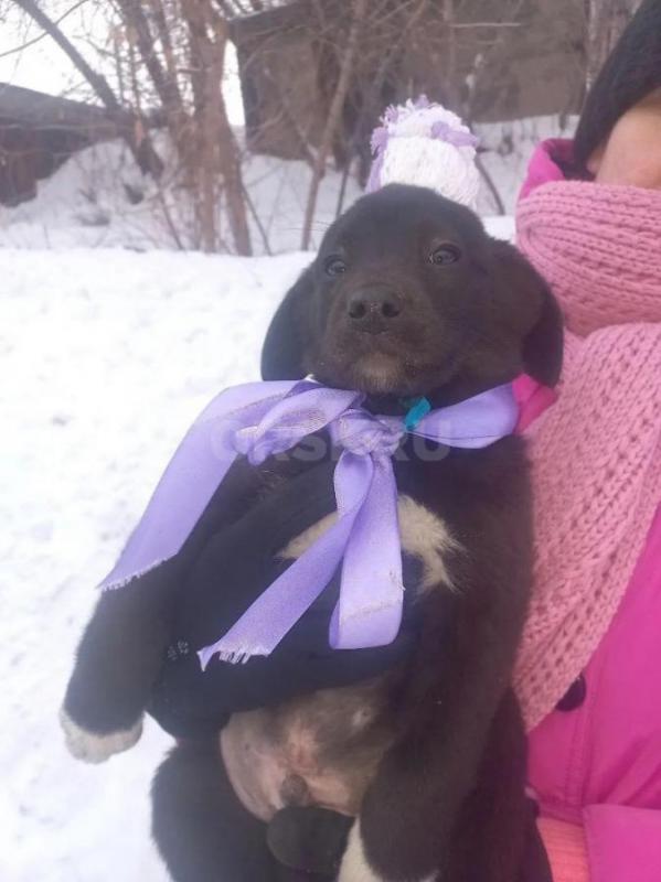 Найденные в гаражах, 8 чудесных щенят живут в трубе, прямо у оживленной дороги. - Орск