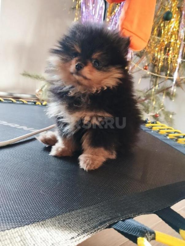 Готовится к продажи щенок шпица. - Орск