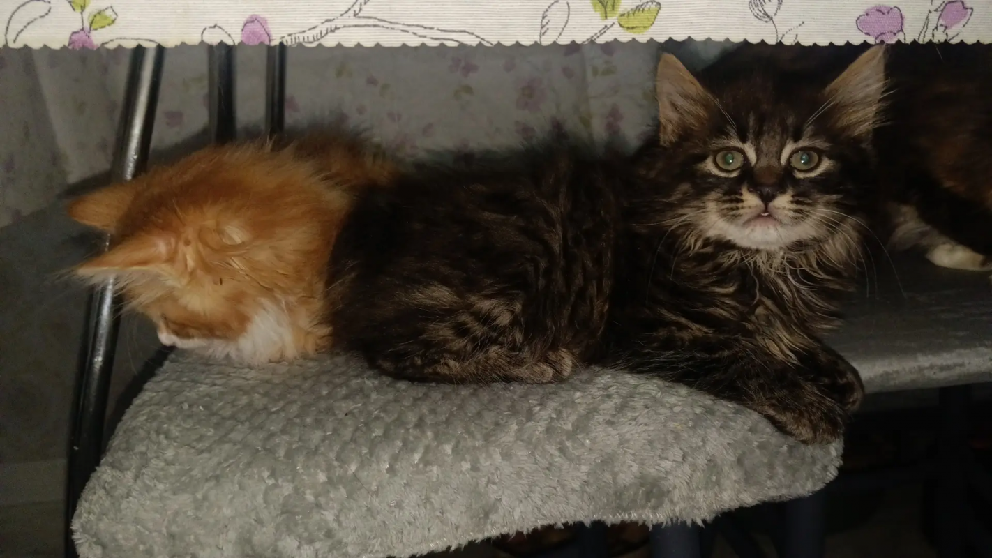 чудесные котята породы КУРИЛЬСКИЙ БОБТЕЙЛ - Новотроицк