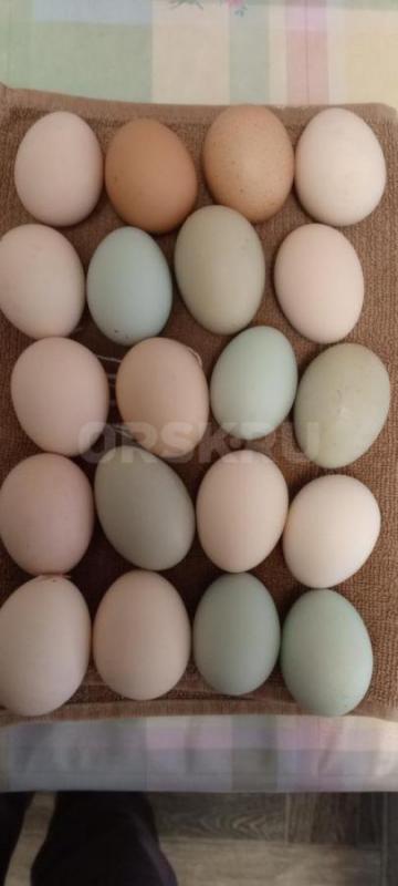Свежее домашнее яйцо 110руб/дес., соберу инкубационное яйцо 30руб/шт. - Гай