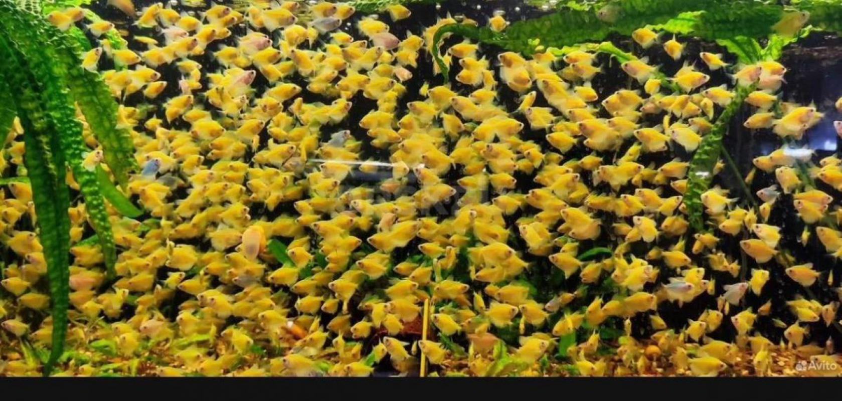 Рыбки. - Орск