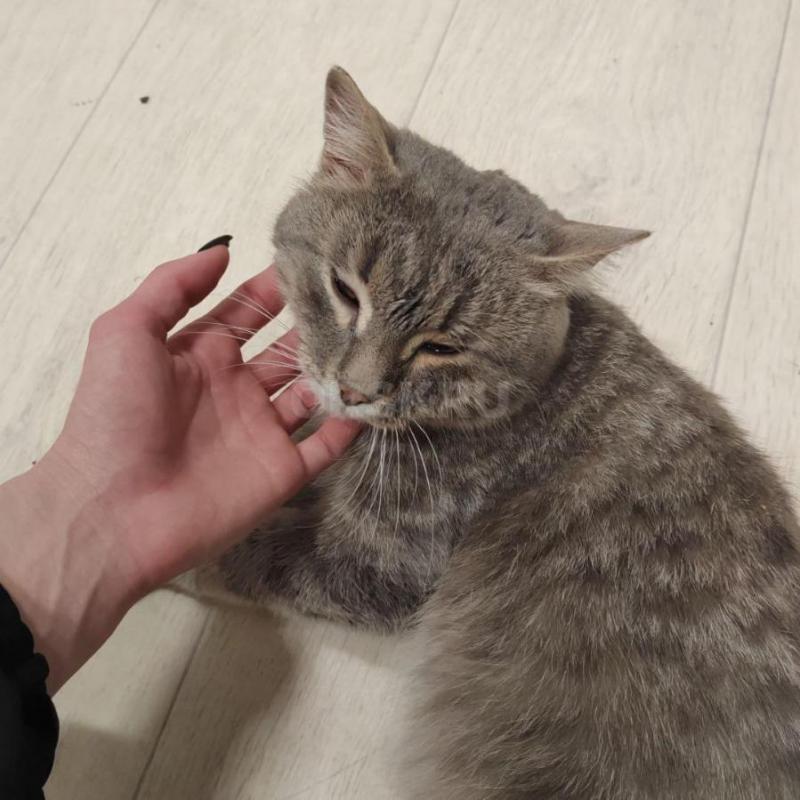 Котик найден на улице с примёрзшей лапкой. - Орск