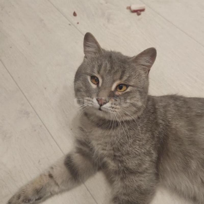 Котик найден на улице с примёрзшей лапкой. - Орск