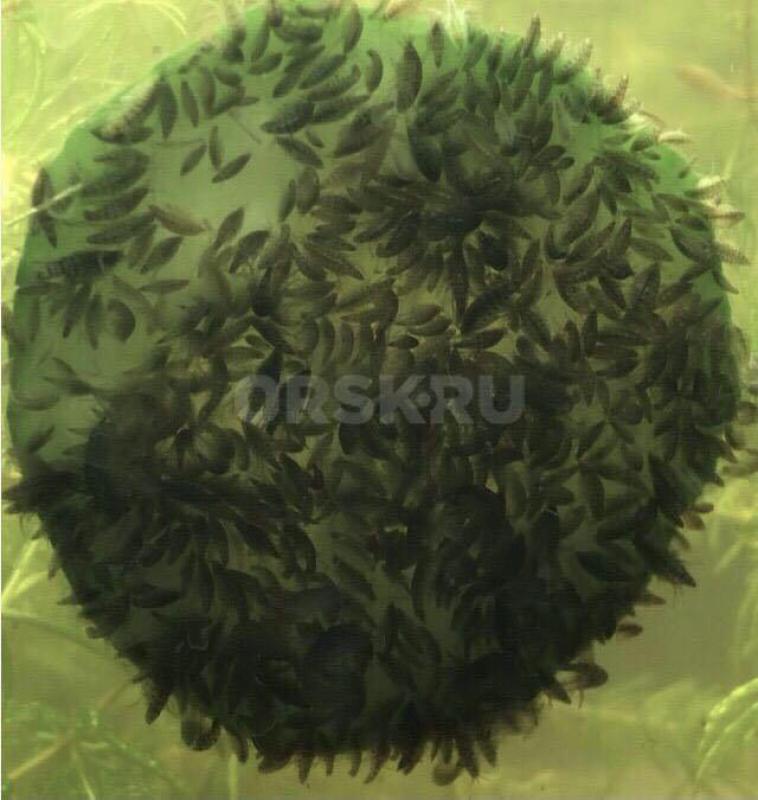 Тропический гаммарус колония на развод 500₽ - Орск