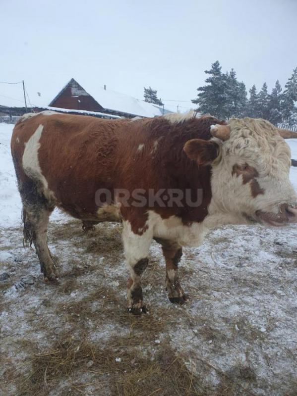 Продам 2-х бычков живьём или на мясо. - Кувандык