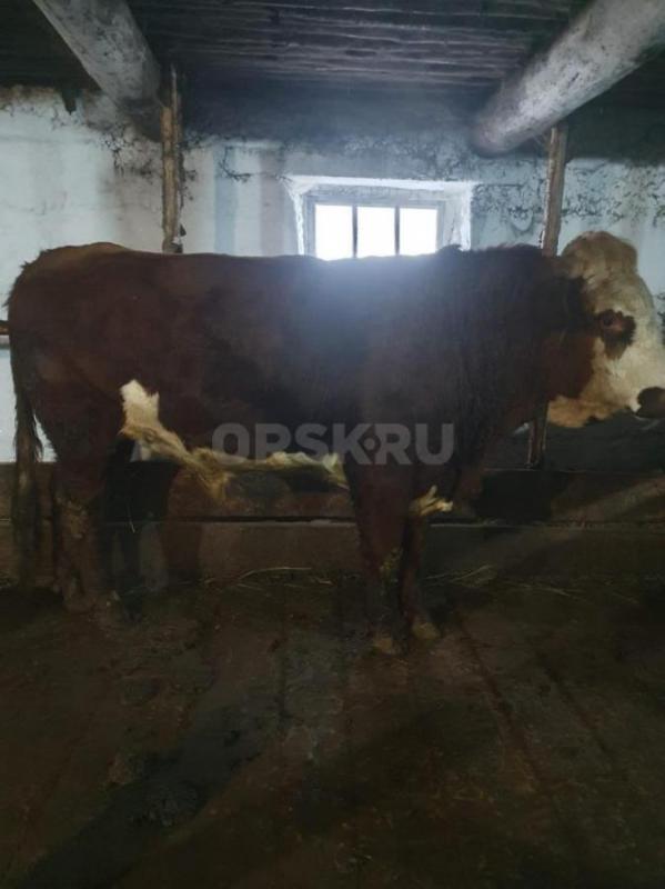 Продам 2-х бычков живьём или на мясо. - Кувандык