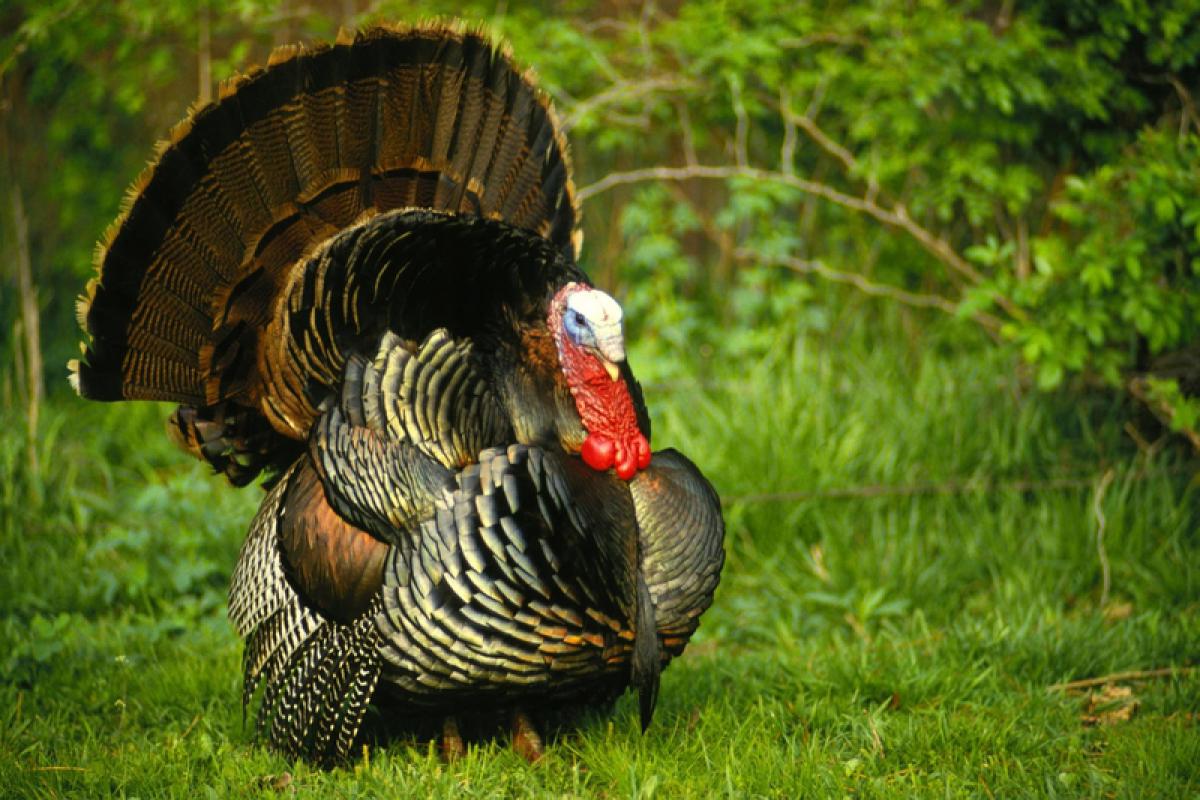 Зерномакс
сахар 50 кг/ 25 кг / 10 кг/ 5 кг – 3300 руб./1700 руб./710 руб./380 руб. - Гай