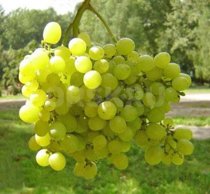 Саженцы нашего края! - Новотроицк