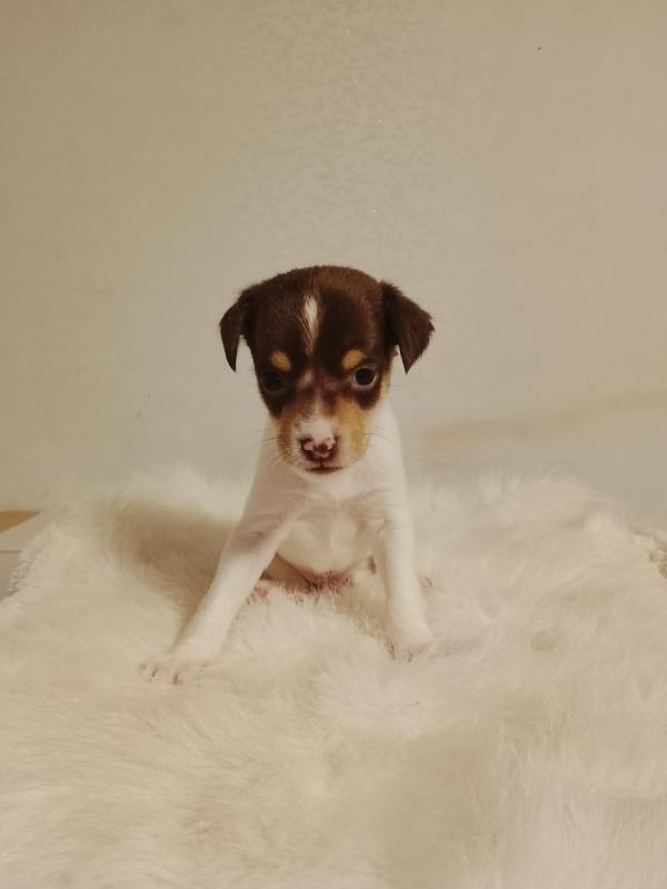 Щенки той терьер 2 мальчика - Гай