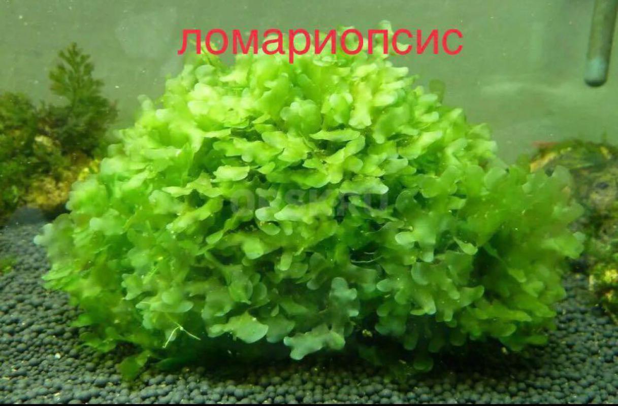 Аквариумное растение Риччия ,порция как на фото 500₽,Также есть Ломариопсис - Орск