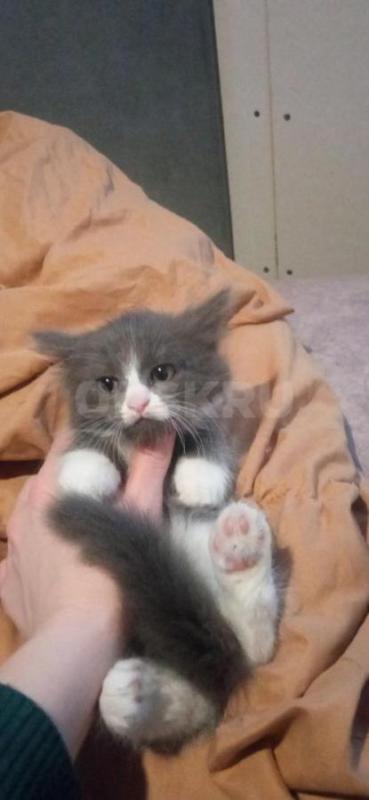 Продам шотландских вислоухих котят. - Орск