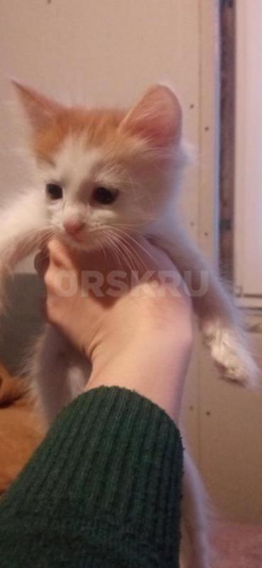 Продам шотландских вислоухих котят. - Орск