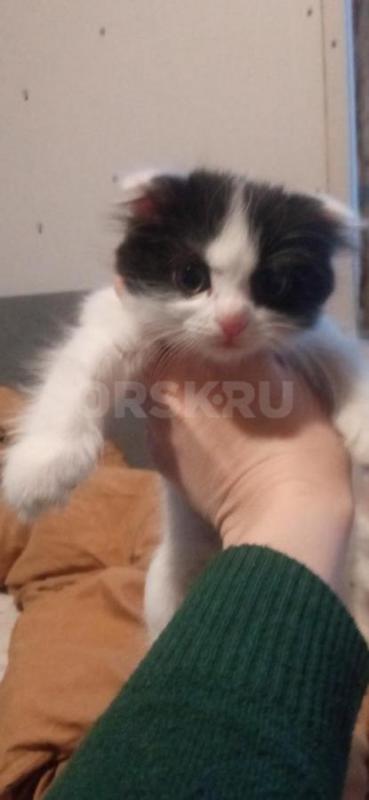 Продам шотландских вислоухих котят. - Орск