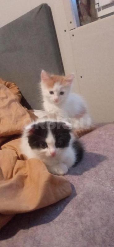 Продам шотландских вислоухих котят. - Орск