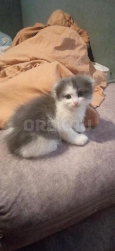 Продам шотландских вислоухих котят. - Орск