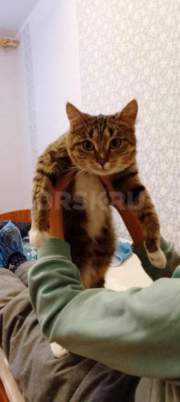 Девочка 9 месяцев. - Орск