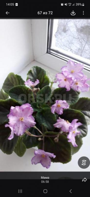 Продам фиалки - Орск
