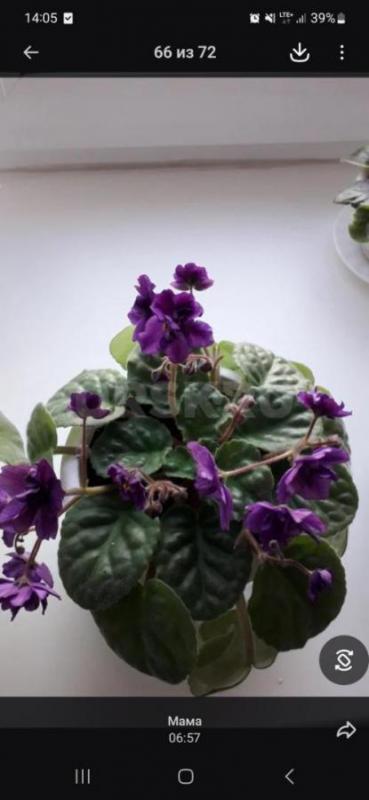 Продам фиалки - Орск