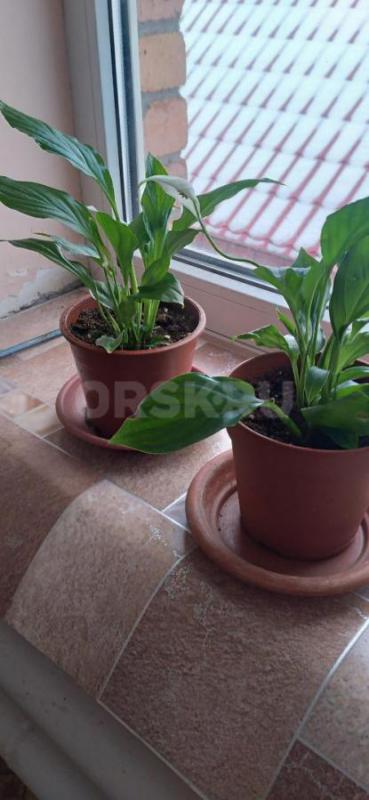 Продам комнатные цветы спатифиллум ( женское счастье)  350 руб   и диффенбахию ( высота 1м)  1000 ру - Орск