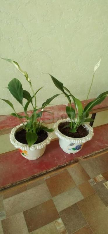 Продам комнатные цветы спатифиллум ( женское счастье)  350 руб   и диффенбахию ( высота 1м)  1000 ру - Орск