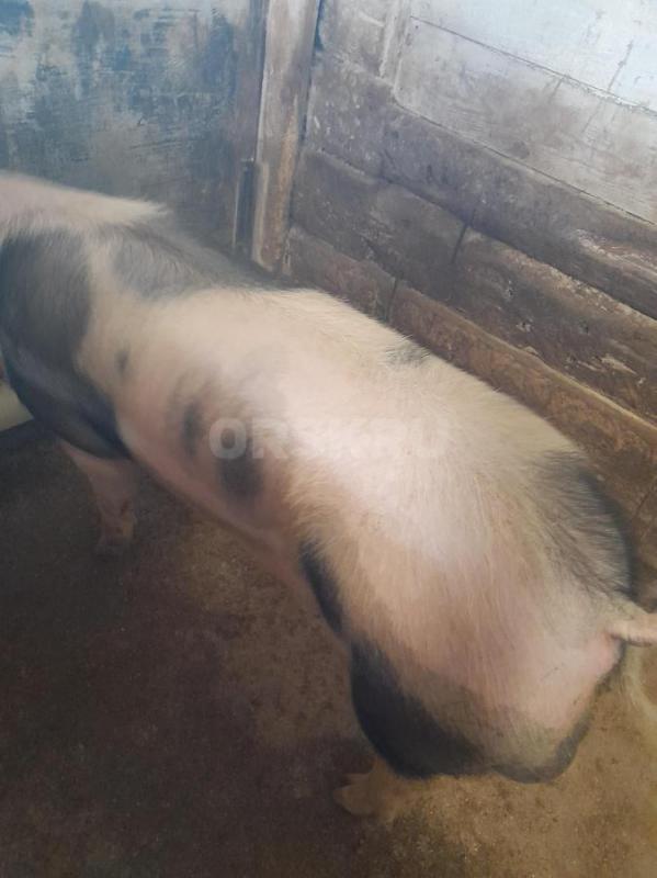 Продам хряка, на племя. 8.5 мес. - Гай