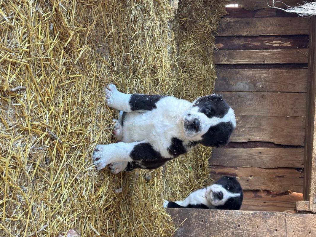 Питомник предлагает щенков сао(алабай) от крупных, титулованых родителей. - Орск