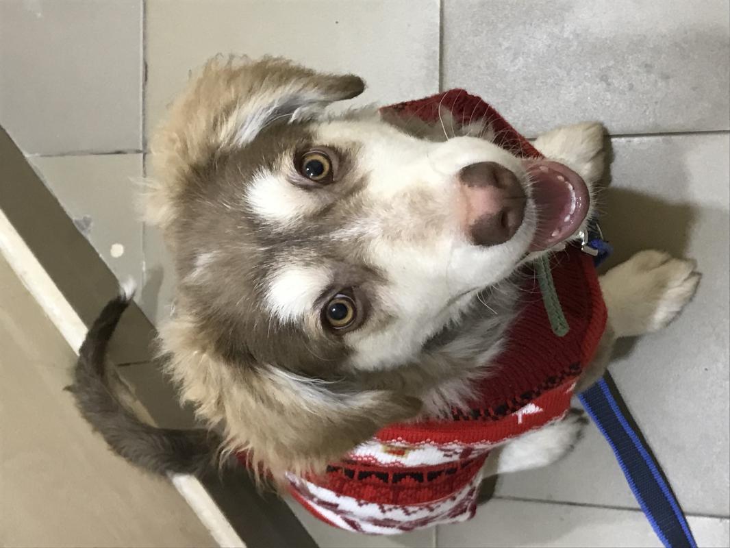 Отдам мальчика «Тошку « г Орск ! - Орск