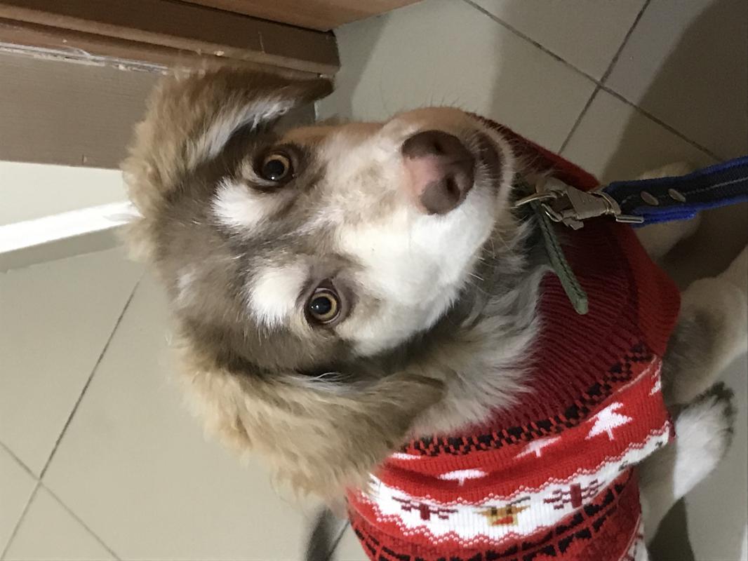 Отдам мальчика «Тошку « г Орск ! - Орск