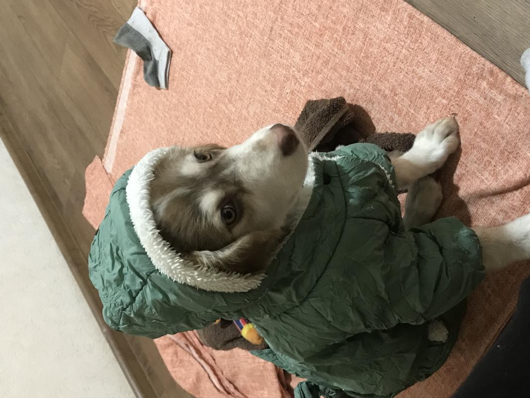 Отдам мальчика «Тошку « г Орск ! - Орск