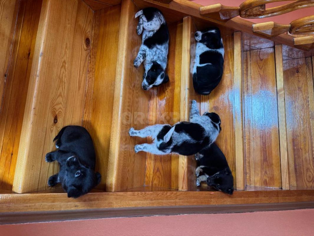 Подарю прекрасных щенков помесь породы (мама) Бордер-колли с корги, а (папа) дворовой озорник. - Орск