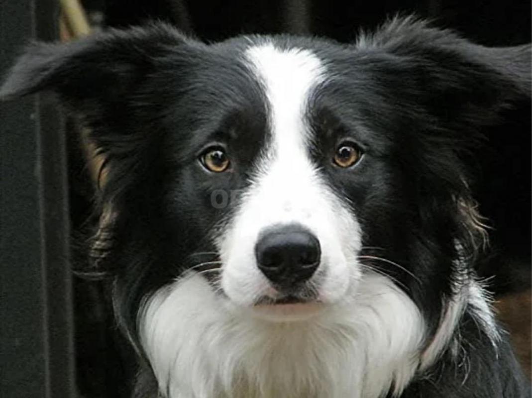 Подарю прекрасных щенков помесь породы (мама) Бордер-колли с корги, а (папа) дворовой озорник. - Орск