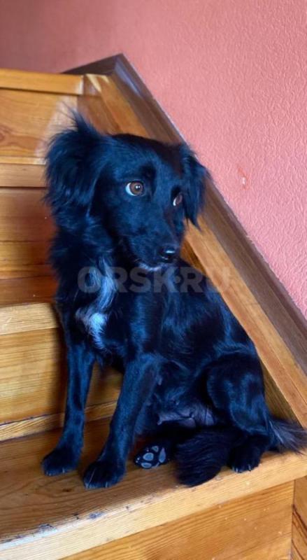 Подарю прекрасных щенков помесь породы (мама) Бордер-колли с корги, а (папа) дворовой озорник. - Орск