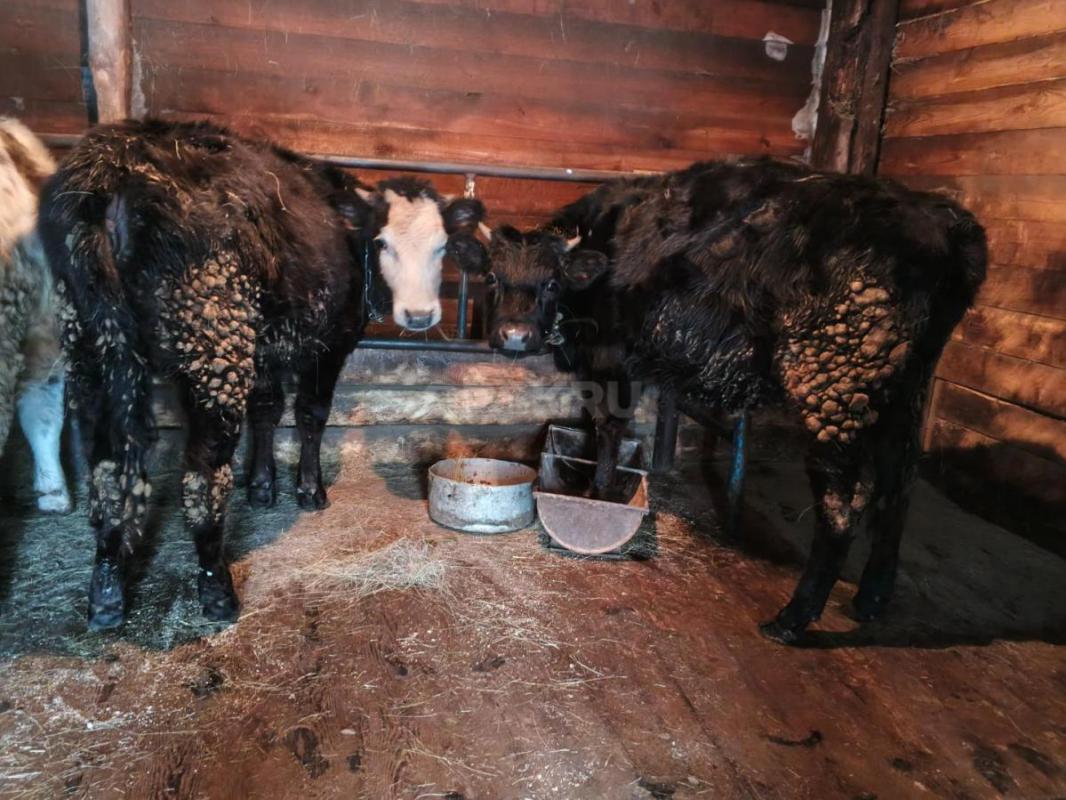 Продам телок - Новоорск