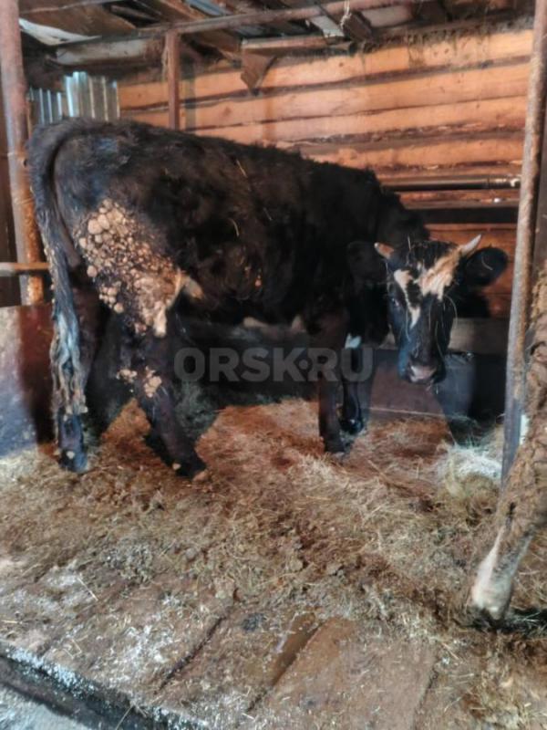 Продам телок - Новоорск