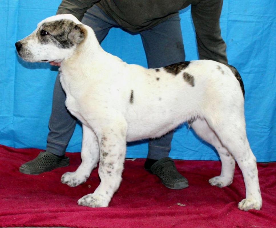 Щенки Алабая из профессионального питомника с отличной родословной, крепкие, породные, с документами - Орск