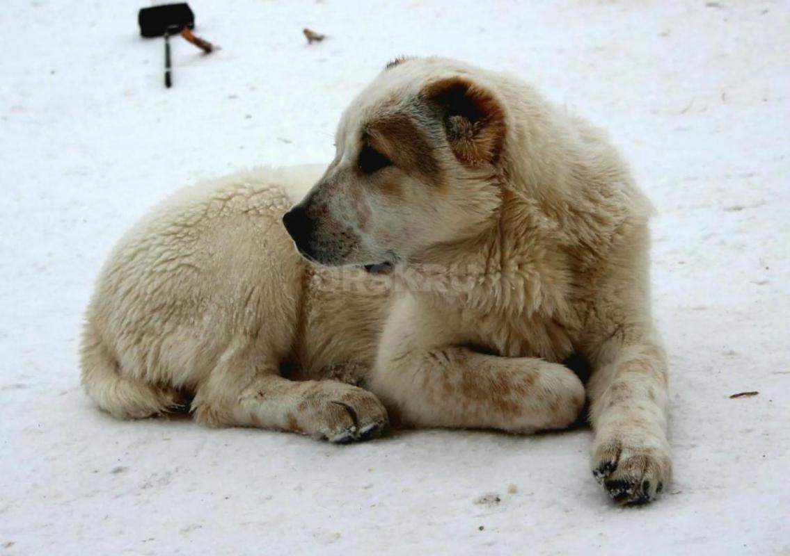 Щенки Алабая из профессионального питомника с отличной родословной, крепкие, породные, с документами - Орск
