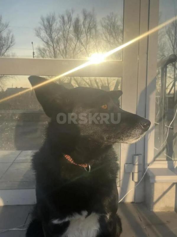 Преданный Черныш,невероятно умный пес, знает некоторые команды, полон жизни и любви, которую готов п - Орск
