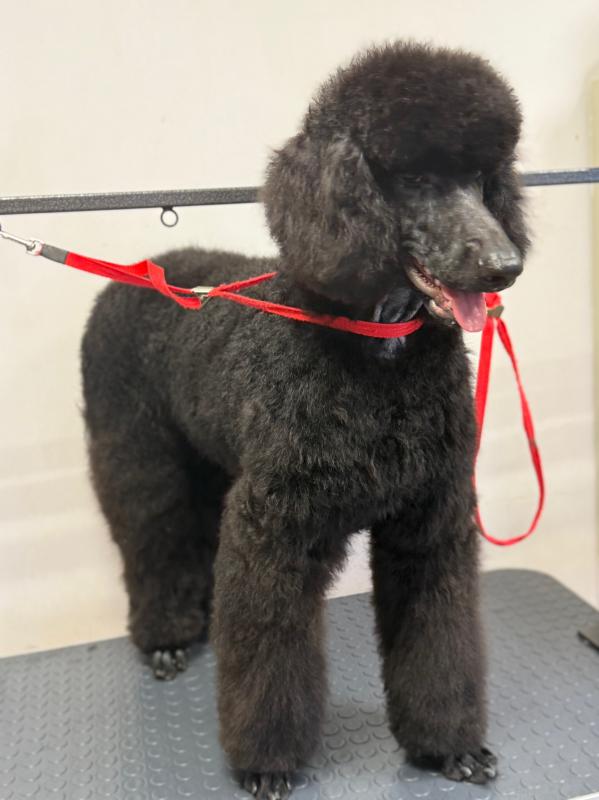 Королевский пудель ищет невесту! - Новотроицк