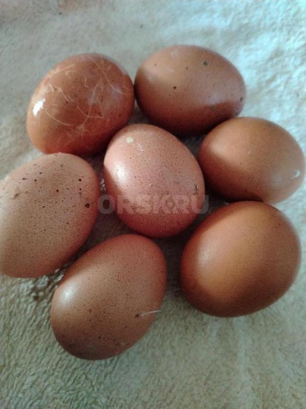 В продаже куры несушки Ломан Браун 4,5 мес - 550р,Ломан Браун 6 месяцев начали нестись - 600р,Ломан - Орск