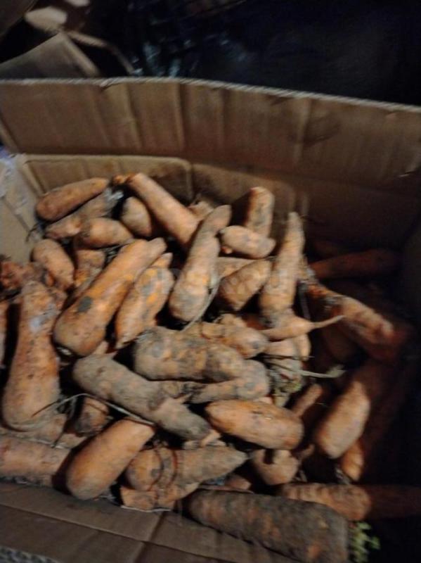 Продам излишки хлеба и пищ отходы, морковь - Орск