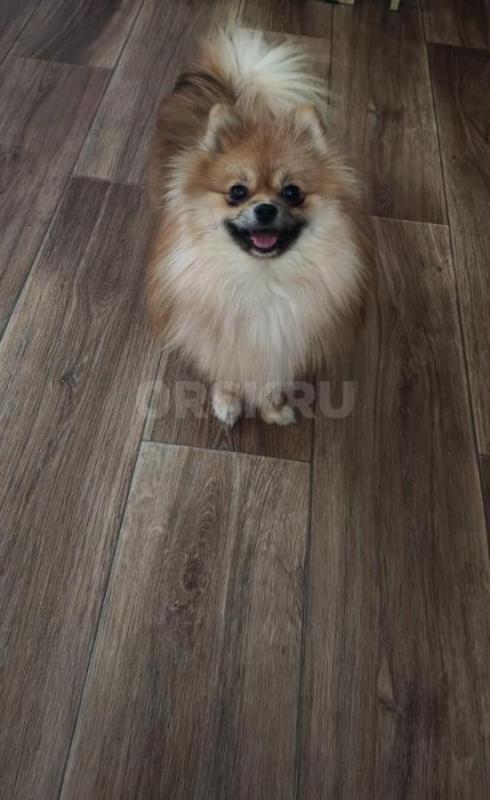 Продам мини померанского шпица девочка. - Орск