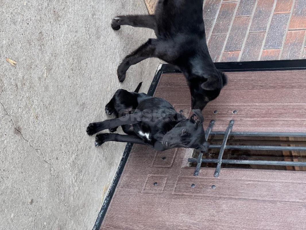 Отдам Щенят мальчик и девочка в хорошие руки желательно в свой дом! - Орск