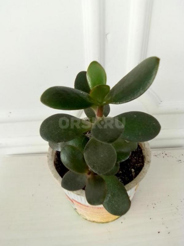 бальзамин махровый  темно-малиновый  каждый в стаканчике  толстянку в кашпо -150руб ахименес сиренев - Орск