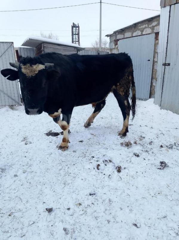 Продам племенного быка, черно-пëстрой породы, спокойный, возраст 2 года, 2 месяца, цена 200 тыс! - Новоорск
