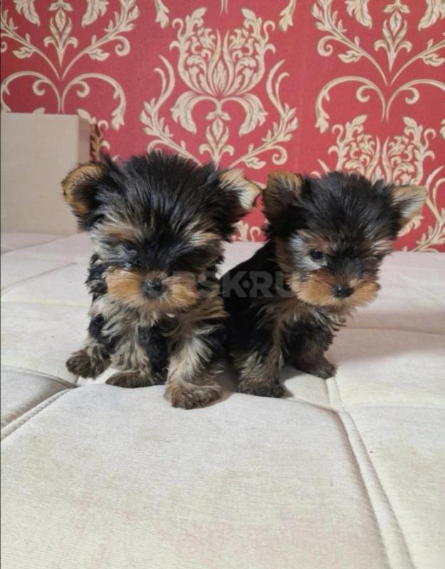 Продам мальчиков Йоркширского терьера, минички возраст 2с пол месяца. - Орск