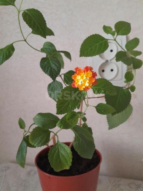 Лантана сводчатая -как легкое уходовое растение! - Орск