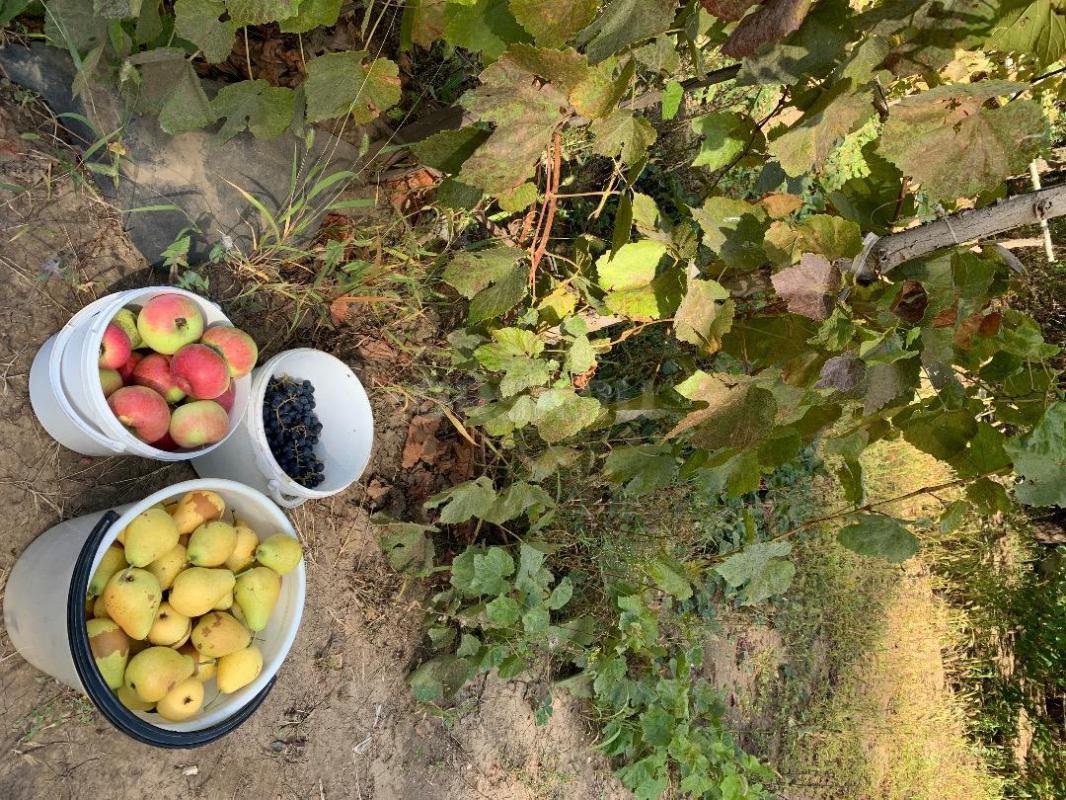 Продам сад 6 соток. - Орск